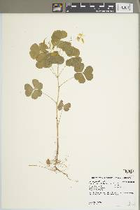 Oxalis grandis image