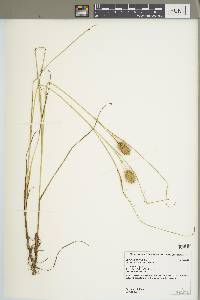 Carex squarrosa image