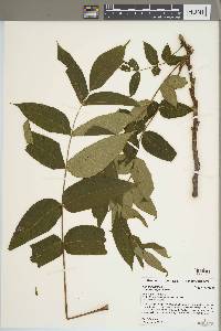 Juglans cinerea image