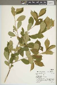 Aronia × prunifolia image