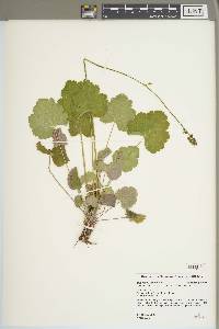 Heuchera americana image