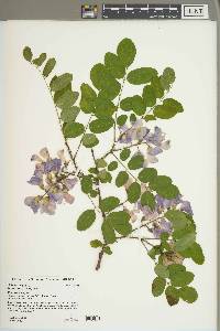 Robinia hispida image