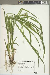 Carex grayi image