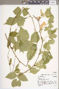 Rubus flagellaris image