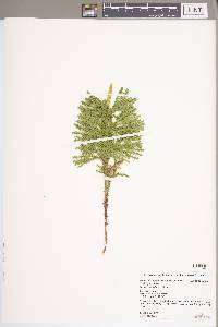 Dendrolycopodium dendroideum image