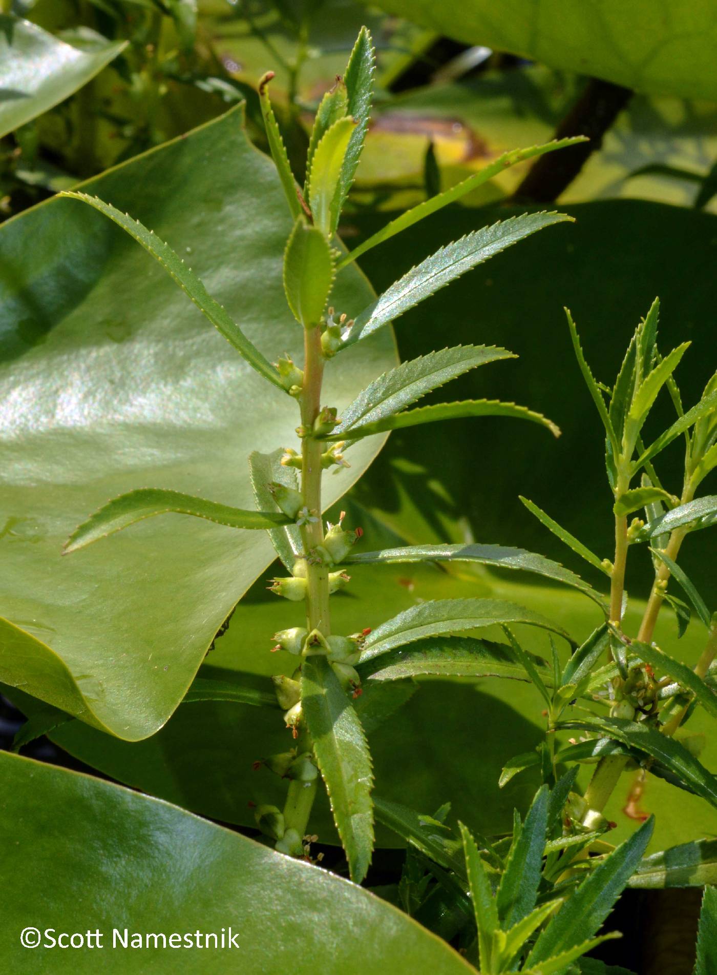 Proserpinaca palustris image