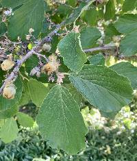 Hamamelis intermedia image