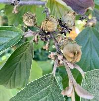 Hamamelis intermedia image