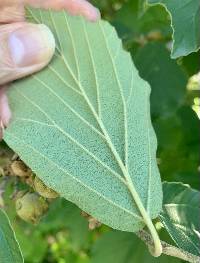 Hamamelis intermedia image