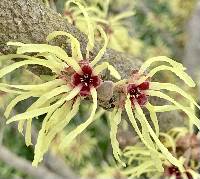 Hamamelis intermedia image