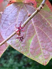 Image of Disanthus cercidifolius