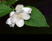 Image of Philadelphus pubescens