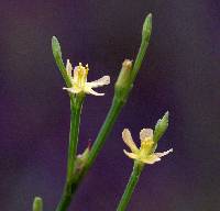 Image of Hypericum gentianoides