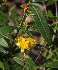 Image of Hypericum prolificum