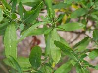 Hypericum swinkianum image