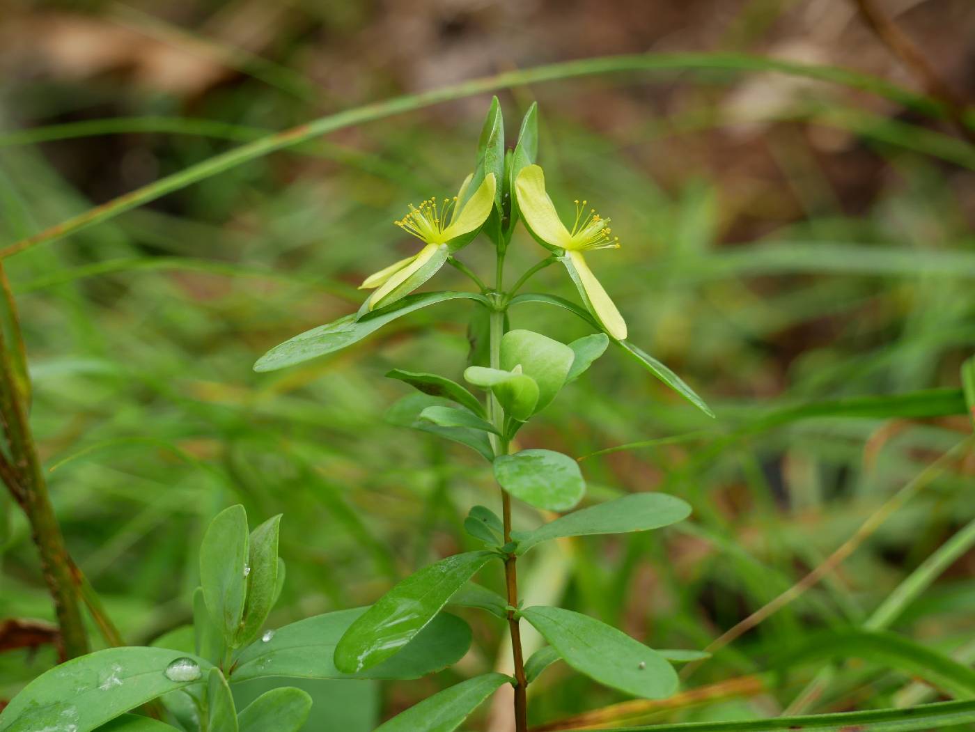 Hypericum hypericoides var. multicaule image