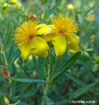 Image of Hypericum kalmianum