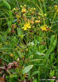 Image of Hypericum sphaerocarpum