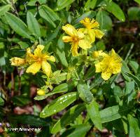 Image of Hypericum swinkianum