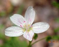 Claytonia virginica image