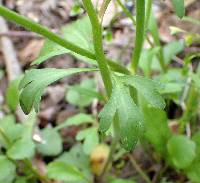 Ranunculus micranthus image