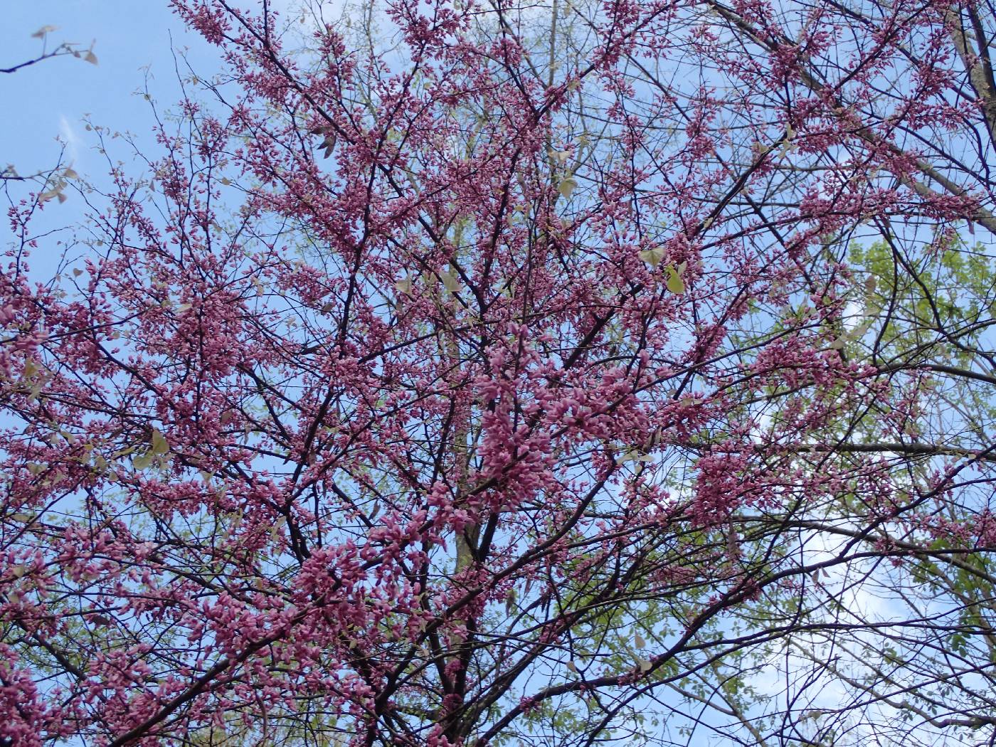 Cercis canadensis var. canadensis image