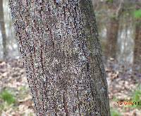 Cercis canadensis image