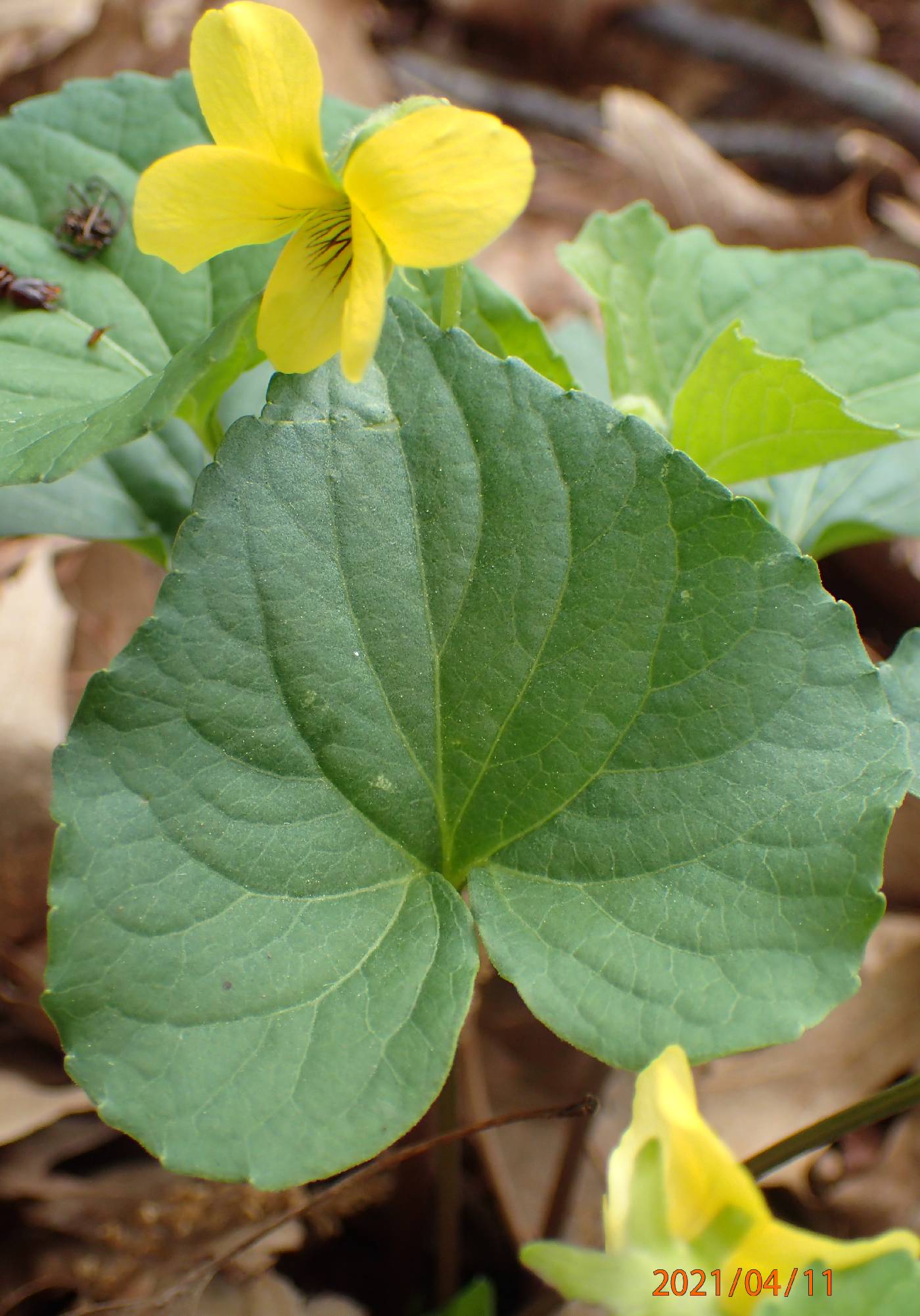 Viola pubescens var. scabriuscula image