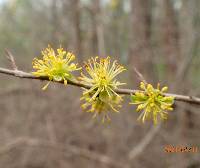 Forestiera acuminata image