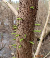 Taxodium distichum image