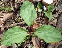 Trillium recurvatum image