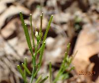 Cardamine hirsuta image