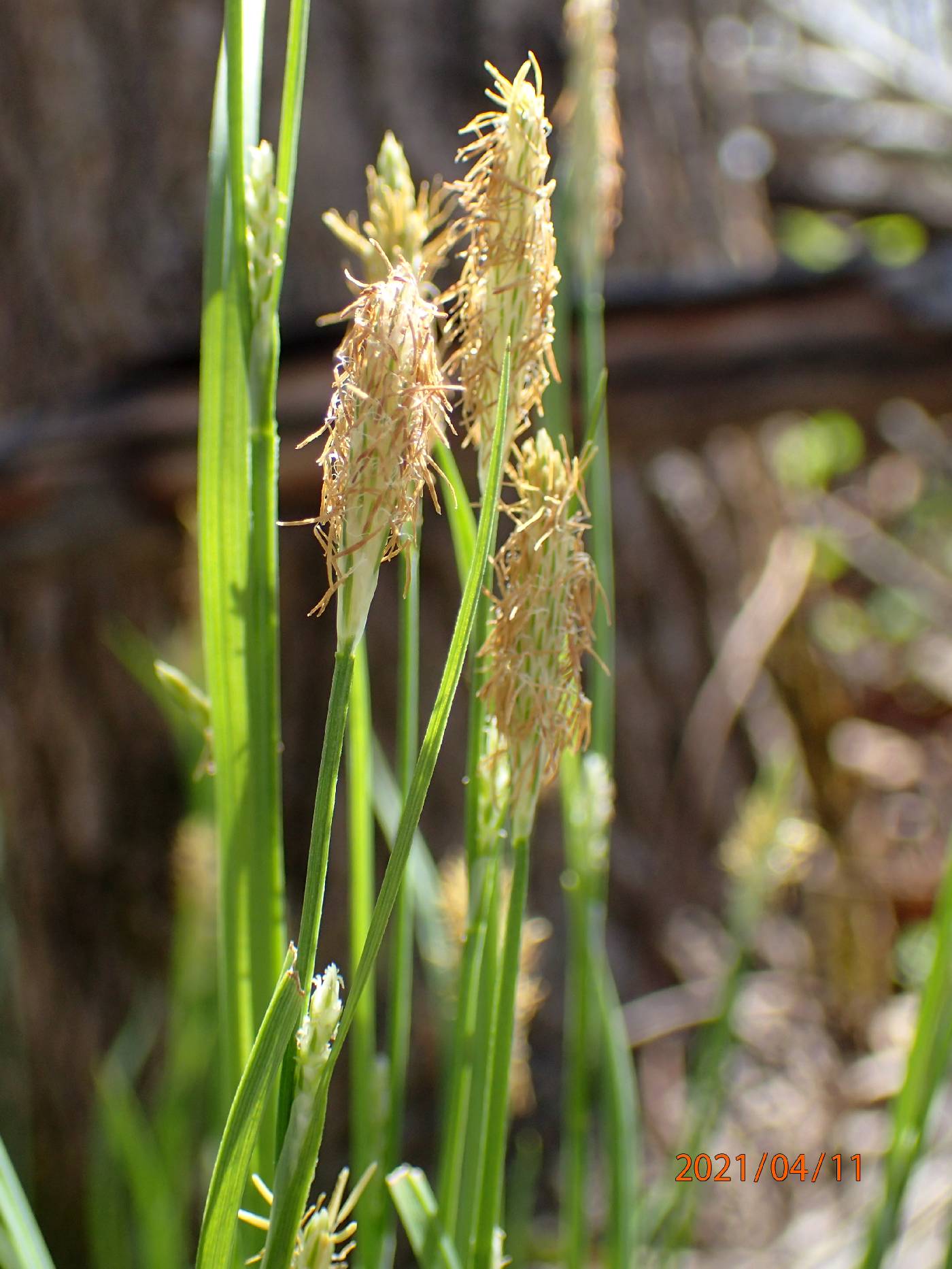 Carex gracilescens image