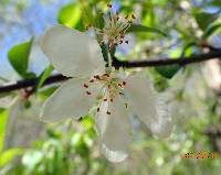 Malus coronaria image