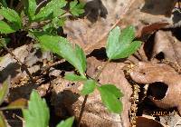 Ranunculus hispidus var. nitidus image