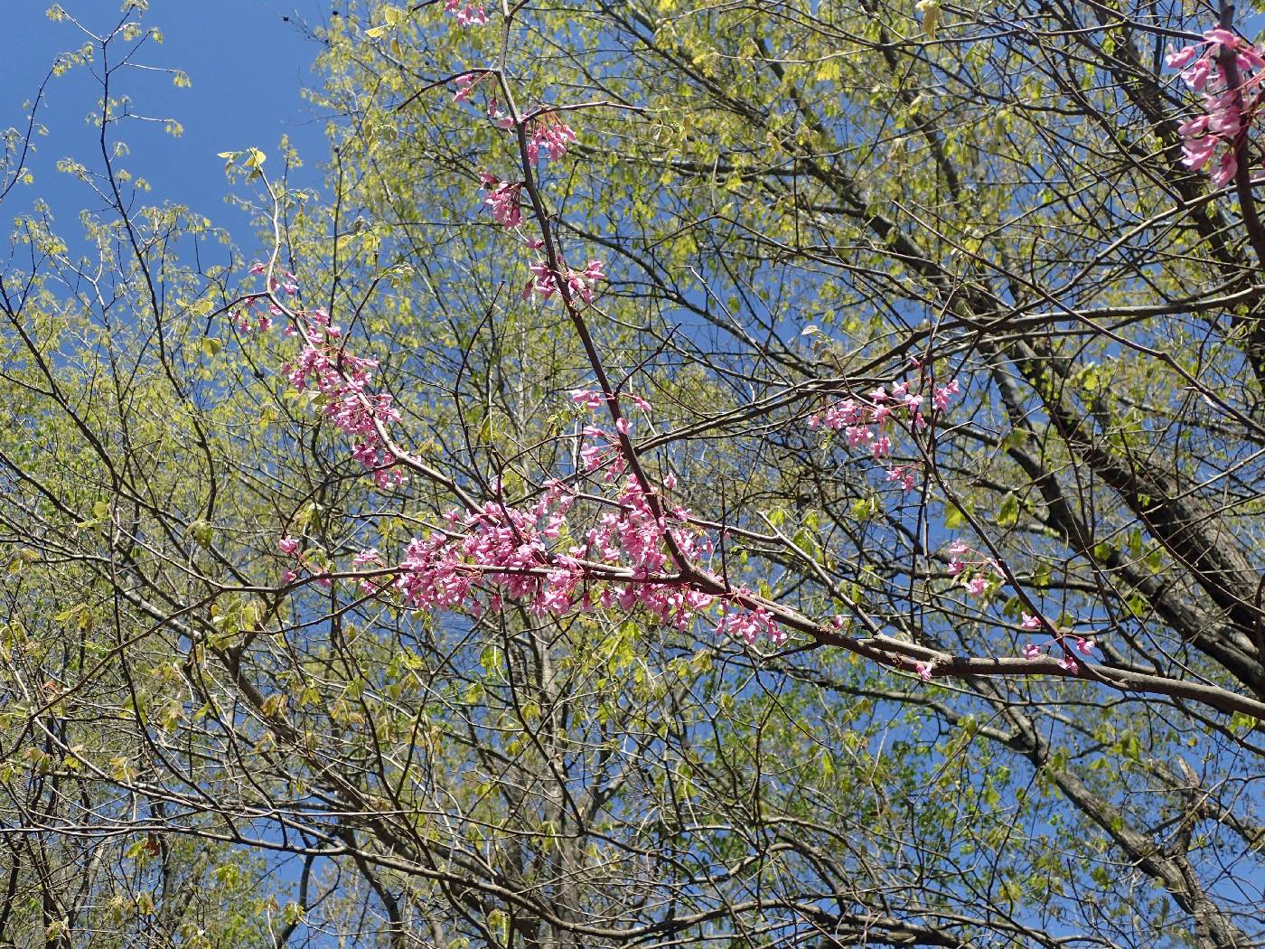 Cercis canadensis var. canadensis image