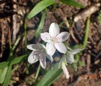 Claytonia virginica image