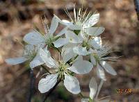 Prunus mexicana image