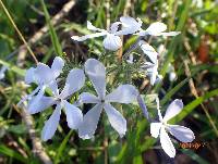 Phlox divaricata image