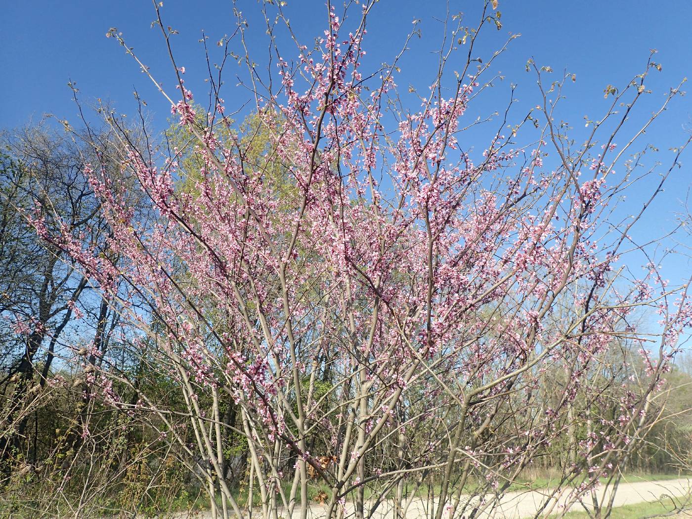 Cercis canadensis var. canadensis image