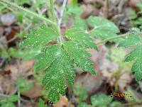 Phacelia bipinnatifida image