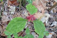 Trillium recurvatum image