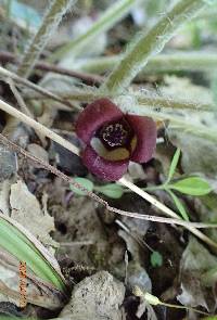 Asarum canadense image