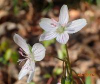 Claytonia virginica image