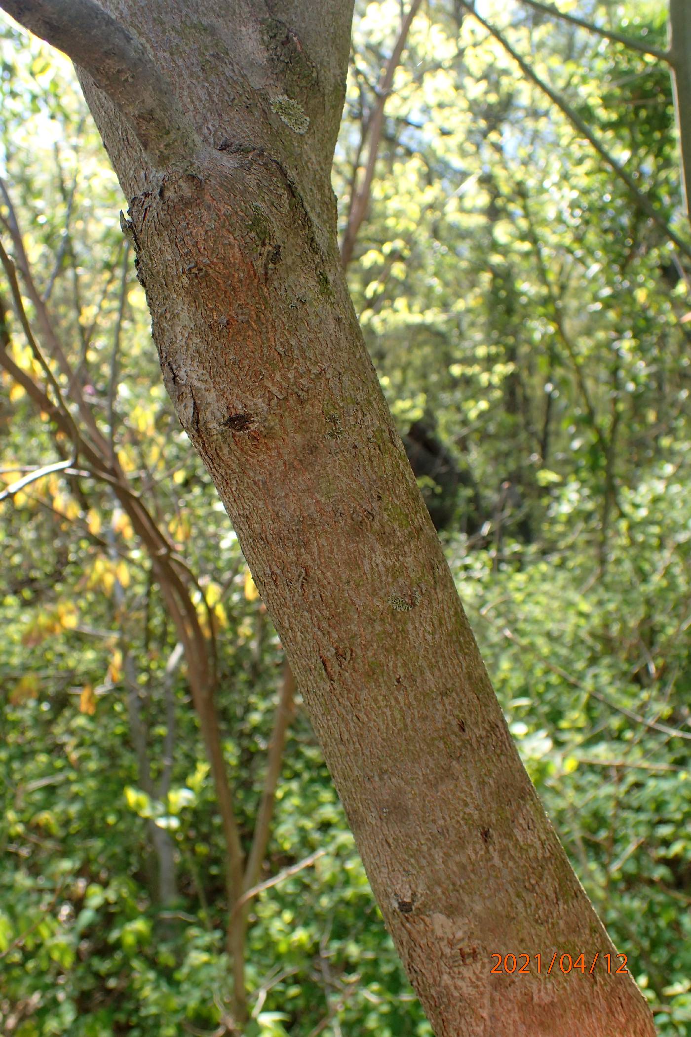 Cercis canadensis var. canadensis image