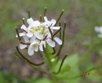 Alliaria petiolata image