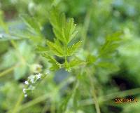 Chaerophyllum procumbens var. procumbens image