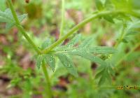 Phacelia purshii image