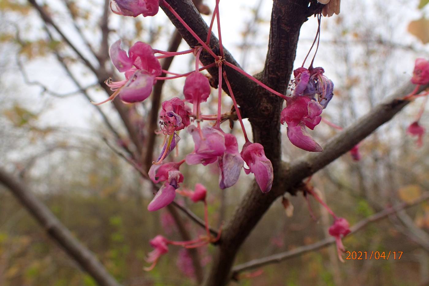 Cercis canadensis var. canadensis image