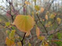 Cercis canadensis var. canadensis image